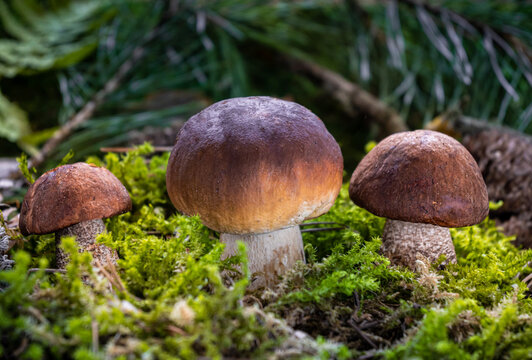 Boletus edulis among the moss in the forest