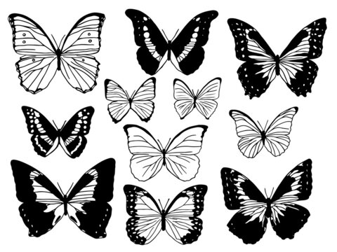 Set of black and white realistic morpho butterflies illustrations