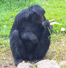 baboon sitting