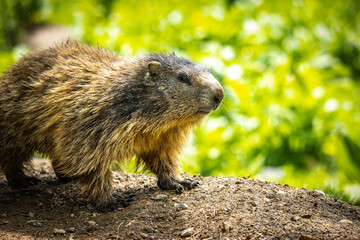 groundhog, marmot, mammal, austian alps, ramsau, austria