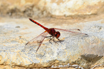 Bright large red dragonfly on a rock