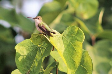 hummingbird perched on heart leaf