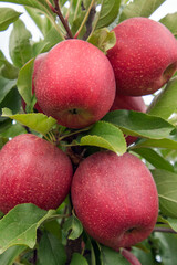 A cluster of apples ready for harvest at an orchard in Michigan.