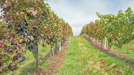 Rows of grapevines run to the horizon in a vineyard in Michigan