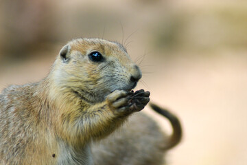 Naklejka na ściany i meble Prairie dog eating while staring