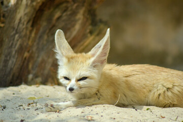 Fennec fox relaxing on the sand