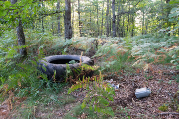 Black tire in forest