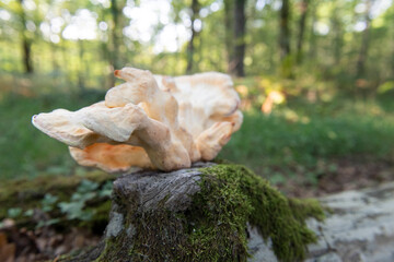 Fungus in forest