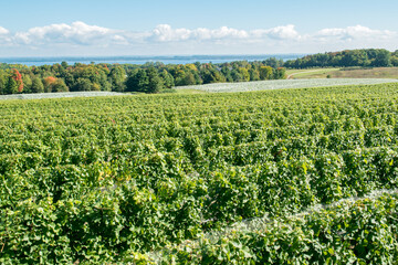 Fototapeta na wymiar A vineyard near Lake Michigan.