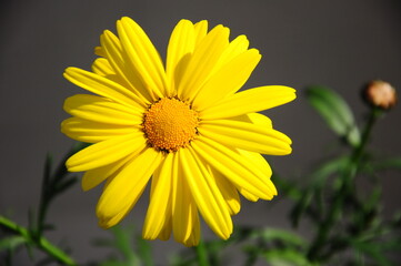 Blume gelb
