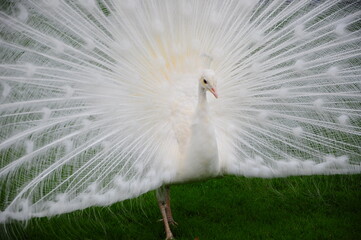 Obraz premium Pfau weiß