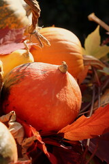 pumpkin in autumn close up selective focus.