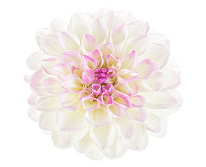 Close up of white dahlia flower isolated on a background, top view. Summer flower.