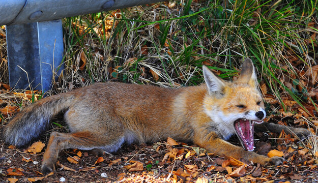 Volpe che sbadiglia 