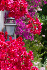 Red bougainvillea in bloom, lantern, purple bougainvillea against a wall on the French Riviera.