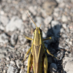 close up of grasshopper