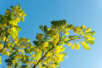 Fototapeta premium autumn leaves against blue sky
