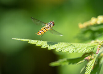 A grove hover fly closeup at summer in saarland
