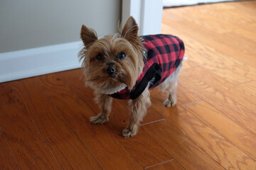 yorkshire terrier sitting on the floor