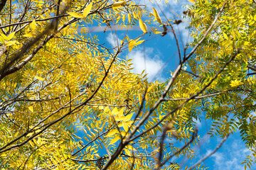 yellow walnut leaves against sky