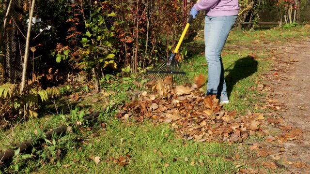 Woman collect autumn yellow dry leaves with a rake, work in the garden. Autumn garden work