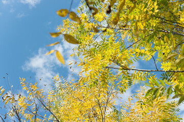 yellow walnut leaves against blue sky