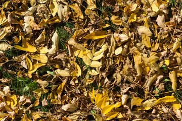 yellow walnut leaves on the ground
