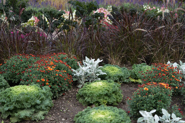 flowers in an autumn garden