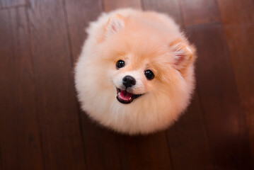 pomeranian spitz puppy