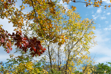 autumn leaves against blue sky