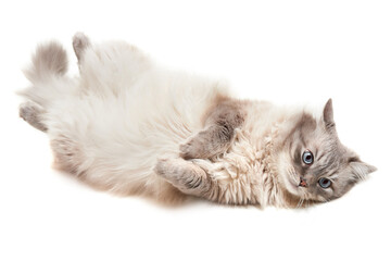 White fluffy cat with blue eyes lies with its belly up