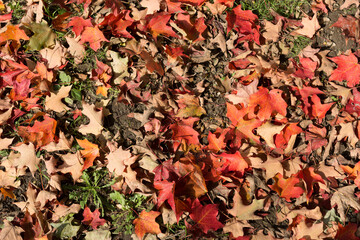 autumn leaves background