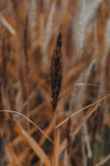 Orange branch of dry plant on a blurred background. September details. Autumn and wilting nature concept Natural background