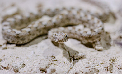 Viper ready for attack