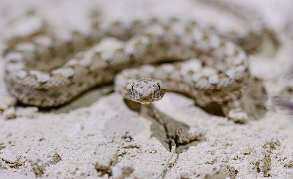 Crotalus Rosa Crotalus bilder – Bläddra bland 1,965 stockfoton, vektorer och videor ...