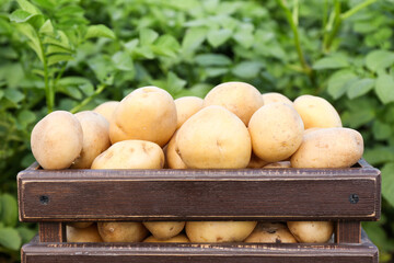 Wooden box with raw gathered potatoes in field, closeup