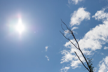 Tree branch in front of blue sky and clouds