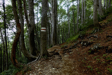 Hiking trail through the forest. Travel destinations, eco tourism, environmental conservation. Caucasian State Natural Biosphere Reserve named after Kh.G. Shaposhnikov. Lago-Naki plateau. Russia.