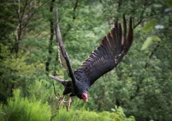 A turkey vulture closeup in a falconry in saarburg, copy space