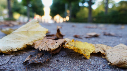 Laubblätter am Boden liegend in einer Allee