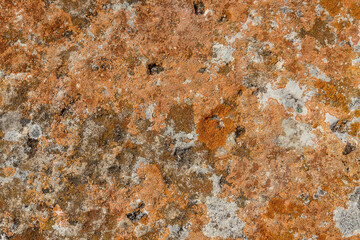 Moss of different colors on the stone. Natural background. Orange growth.