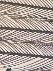 photo of bird feather under microscope