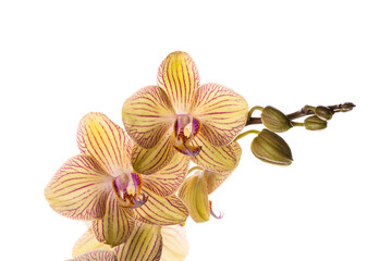 Fototapeta na wymiar Beautiful tender yellow orchid branch isolated on white background. Flower banner close up.