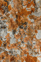 Moss of different colors on the stone. Natural background. Orange growth.