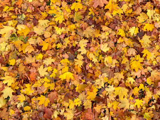 Many colorful yellow gold maple leaves background, fall, autumn backdrop