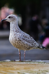 Seagull in on a ledge 