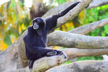Chimpanzee on a tree