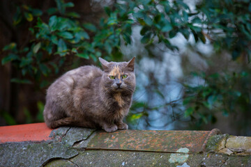 Cats with different postures and looks