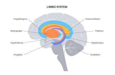 Brain limbic system - obrazy, fototapety, plakaty
