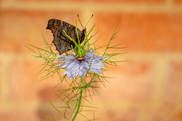 Newly emerged peacock butterfly resting on a cornflower in morning sunlight